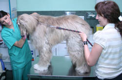 clinica-veterinaria-garcia-barbon-vigo-pontevedra