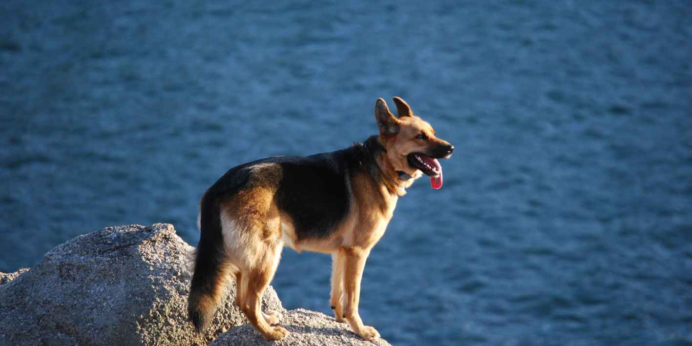 galicia-con-perro