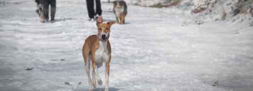 caminando-con-perros-en-la-nieve