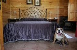 se admiten mascotas perros en Hotel Rural - Hotel Albamanj&oacute;n*** Ossa de Montiel Albacete 4