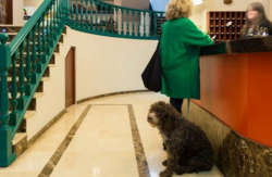 se admiten mascotas perros en Hotel San Miguel Gijón Asturias, costa-asturias 2