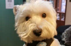 se admiten mascotas perros en Hotel Milano Real Hoyos del Espino recomendados, Castilla-y-Leon, Ávila 8