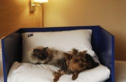 se admiten mascotas perros en Travelodge L'Hospitalet*** L'Hospitalet Barcelona 2