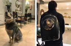se admiten mascotas perros en Hotel María Luisa Burgos Castilla-y-Leon, Burgos 2