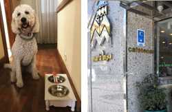 se admiten mascotas perros en Hotel María Luisa Burgos Castilla-y-Leon, Burgos 6