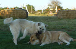 se admiten mascotas perros en Hotel Rural Sabinares del Arlanza Puentedura recomendados, Castilla-y-Leon, Burgos 7