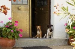 se admiten mascotas perros en Hotel Rural El Vaqueril Navas del Madroño Cáceres 3