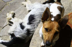 se admiten mascotas perros en Posada de Tollo Tollo - Vega de Liébana Cantabria, Nieve 6