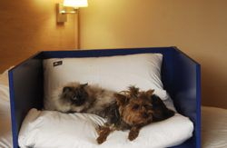 se admiten mascotas perros en Travelodge Torrelaguna Madrid Madrid 2
