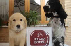 se admiten mascotas perros en Hotel Rural Casa Babel Villalonga Valencia 2