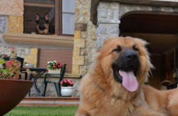 se admiten mascotas perros en La Casona del Carmen Noja Cantabria, costa-cantabria 2