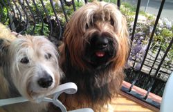 se admiten mascotas perros en Casa Vacacional Somni Llan&ccedil;&agrave; Catalu&ntilde;a-Catalunya, Gerona, costa-brava 7