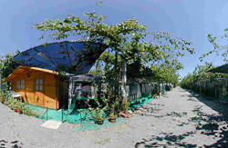 se admiten mascotas perros en Camping Los Naranjos Moncofa Castell&oacute;n 4