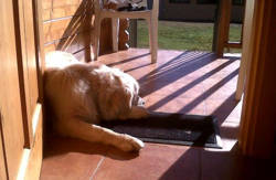 se admiten mascotas perros en Camping Laspa&uacute;les Laspa&uacute;les recomendados, Aragon, Huesca, Pirineos 2