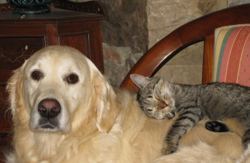 se admiten mascotas perros en La Vega de Pendueles Pendueles Asturias, costa-asturias 5