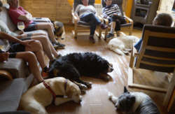 se admiten mascotas perros en Casa de Aldea El Sol Poo de Cabrales Asturias 3