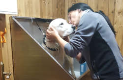 se admiten mascotas perros en Casa de Aldea El Sol Poo de Cabrales Asturias 8