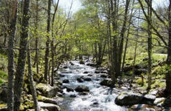 se admiten mascotas perros en N&uacute;cleo de Turismo Rural Valle de Iruelas Las Cruceras recomendados, Castilla-y-Leon, &Aacute;vila 2