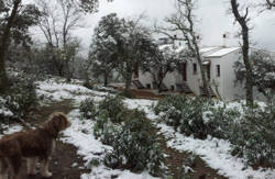 se admiten mascotas perros en Camino Beturia Cabeza la Vaca Badajoz 3