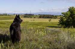 se admiten mascotas perros en Casa Rural Masía Cal Guim Ossó de Sió Lérida 6