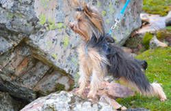 se admiten mascotas perros en Casa Salva La Rinconada de la Sierra recomendados, Castilla-y-Leon, Salamanca 2